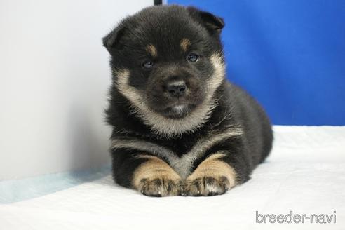 成約済の愛知県の柴犬-185451の9枚目
