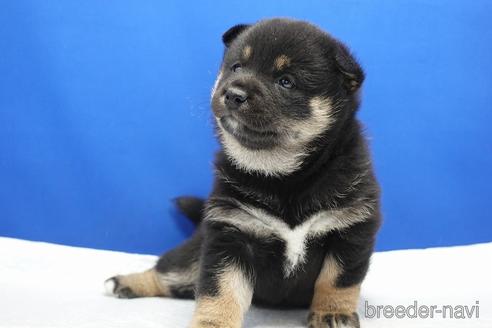成約済の愛知県の柴犬-185451の8枚目
