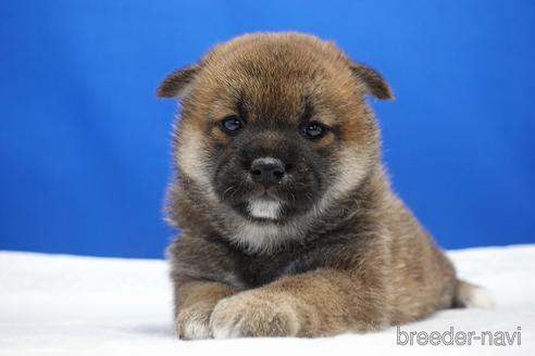 成約済の愛知県の柴犬-185448の13枚目