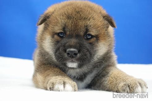 成約済の愛知県の柴犬-185448の12枚目