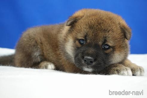 成約済の愛知県の柴犬-185448の11枚目