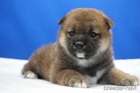 成約済の愛知県の柴犬-185448の8枚目