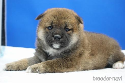 成約済の愛知県の柴犬-185448の10枚目