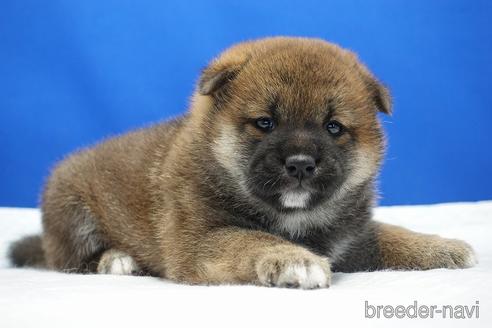成約済の愛知県の柴犬-185448の9枚目