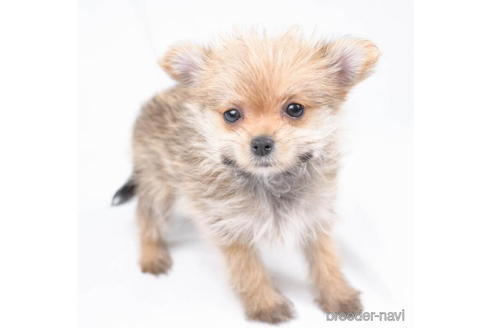 成約済の東京都のミックス犬-187138の1枚目
