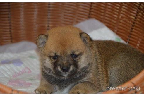 成約済の茨城県の豆柴-187142の3枚目