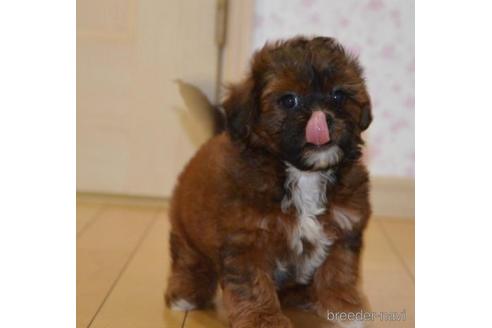 成約済の茨城県のミックス犬-187144の1枚目