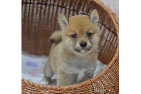 成約済の茨城県の豆柴-187147の1枚目