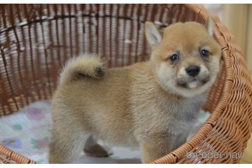 成約済の茨城県の豆柴-187147の3枚目