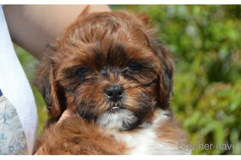 成約済の茨城県のミックス犬-187149の3枚目