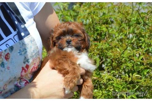 成約済の茨城県のミックス犬-187149の5枚目