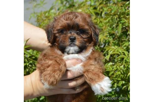 成約済の茨城県のミックス犬-187149の1枚目