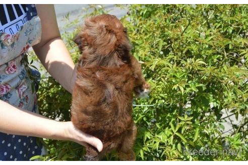 成約済の茨城県のミックス犬-187149の2枚目