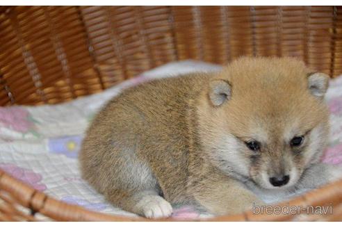 成約済の茨城県の豆柴-187151の2枚目