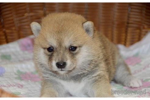 成約済の茨城県の豆柴-187151の4枚目