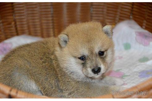 成約済の茨城県の豆柴-187151の5枚目