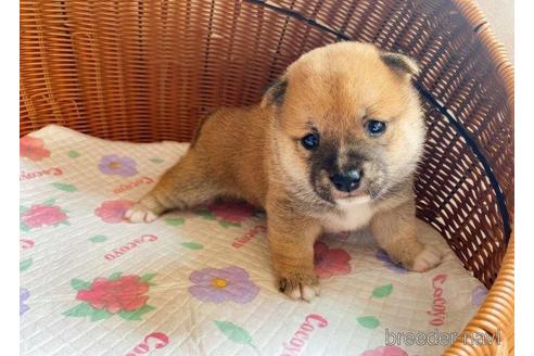 成約済の茨城県の豆柴-187152の5枚目