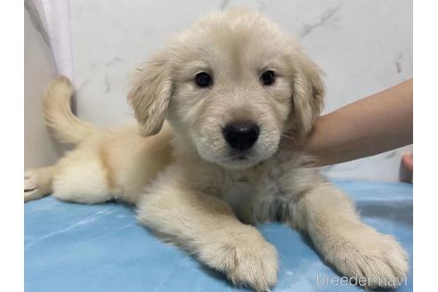 成約済の東京都のゴールデンレトリーバー-187159の1枚目