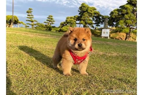 成約済の茨城県のミックス犬-186863の4枚目