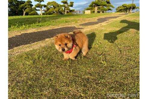 成約済の茨城県のミックス犬-186863の5枚目