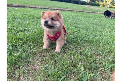 成約済の茨城県のミックス犬-186863の2枚目