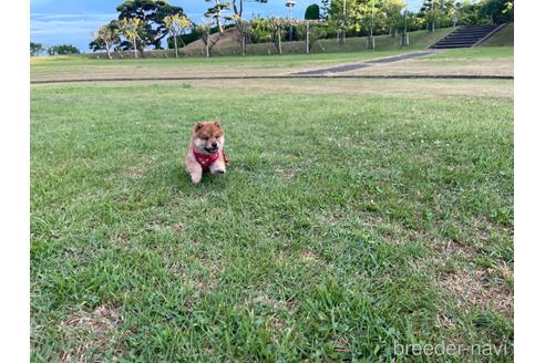 成約済の茨城県のミックス犬-186863の3枚目