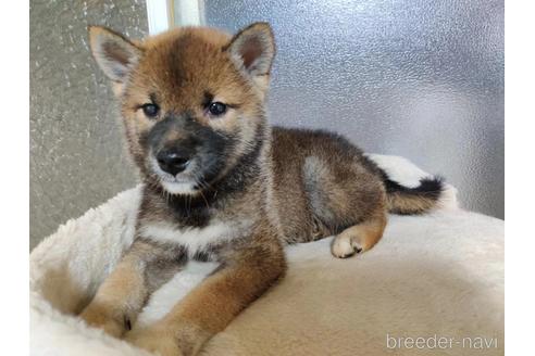 成約済の東京都の柴犬-187168の1枚目