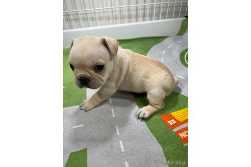 成約済の愛知県のフレンチブルドッグ-187233の2枚目