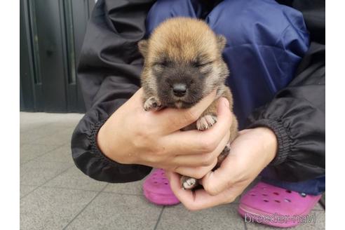 成約済の長崎県の柴犬-187236の3枚目