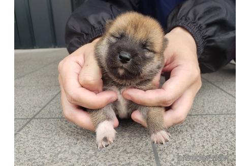 成約済の長崎県の柴犬-187236の4枚目
