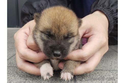 成約済の長崎県の柴犬-187236の5枚目