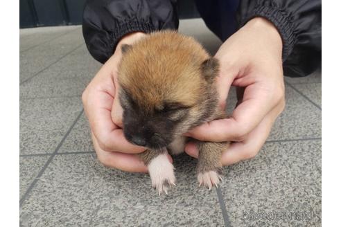 成約済の長崎県の柴犬-187236の2枚目
