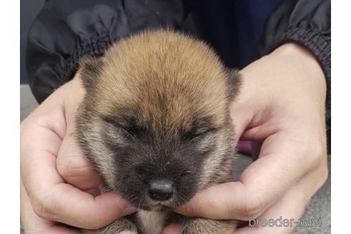 成約済の長崎県の柴犬-187236の1枚目