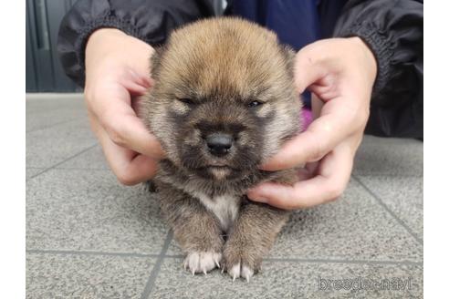 成約済の長崎県の柴犬-187239の3枚目