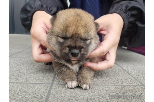 成約済の長崎県の柴犬-187239の4枚目