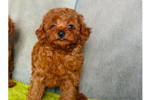 成約済の熊本県のトイプードル-187242の5枚目