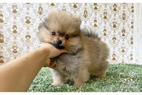 成約済の愛知県のポメラニアン-187296の2枚目