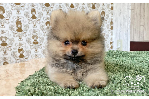 成約済の愛知県のポメラニアン-187296の1枚目