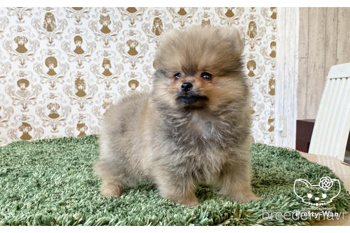 成約済の愛知県のポメラニアン-187296の3枚目