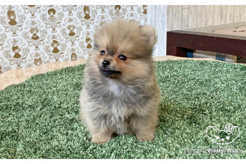 成約済の愛知県のポメラニアン-187296の4枚目