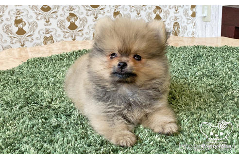 成約済の愛知県のポメラニアン-187296の5枚目