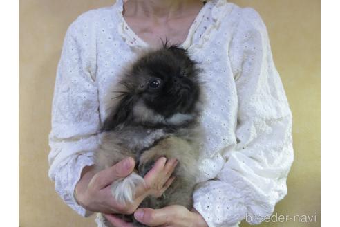 成約済の愛知県のペキニーズ-172746の17枚目