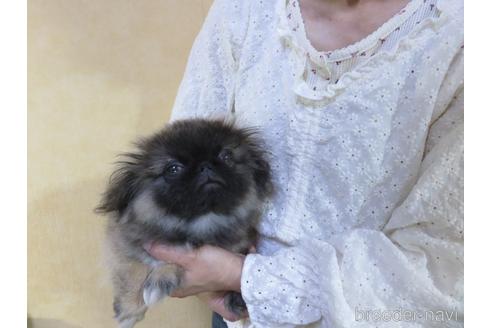 成約済の愛知県のペキニーズ-172746の13枚目