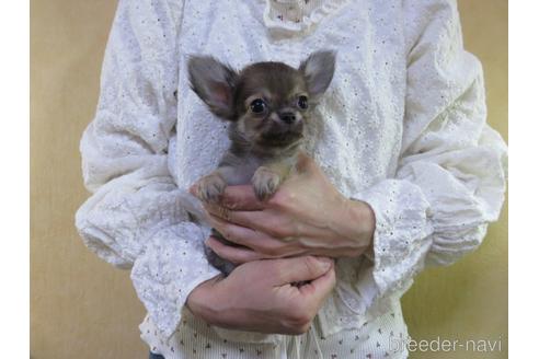 成約済の愛知県のチワワ(ロングコート)-180155の38枚目