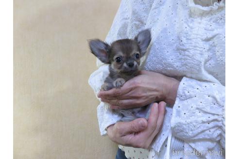 成約済の愛知県のチワワ(ロングコート)-180155の35枚目