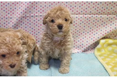 成約済の山梨県のマルプー:マルチーズ×トイプードル-185220の3枚目