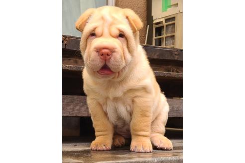 岡山県のシャーペイ 女の子 22 05 04生まれ 超希少犬シャーペイの仔犬 子犬id ブリーダーナビ