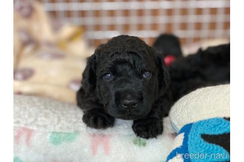 成約済の東京都のミックス犬-187324の61枚目