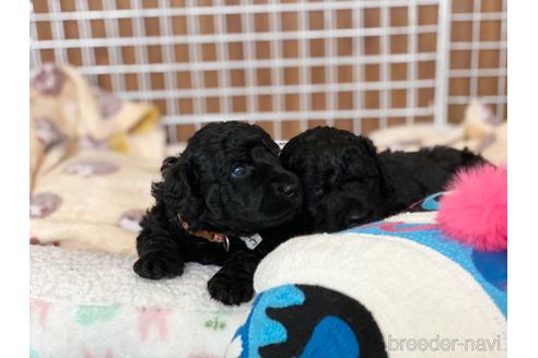 成約済の東京都のミックス犬-187325の61枚目
