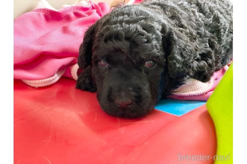 成約済の東京都のミックス犬-187325の55枚目
